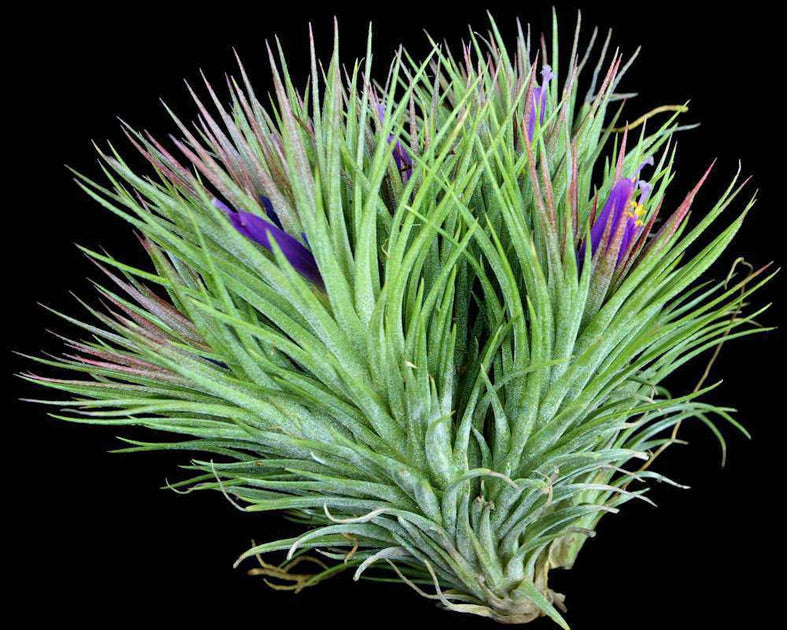 キューハイ様　TillandsiaII by Paul T. Isley III Tillandsia II, by Paul T. Isley III – Rainforest Flora