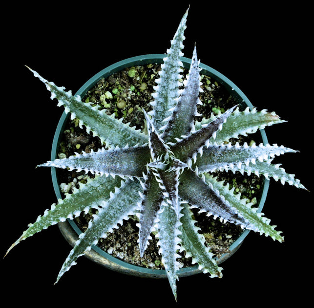 DBディッキア Dyckia Bill Baker hybrid #239 ⑵ DBディッキア Bill