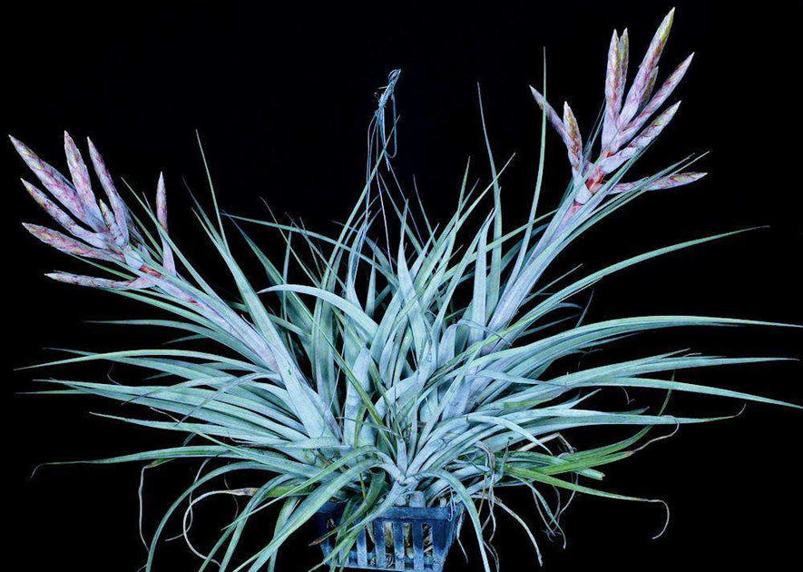 Tillandsia botterii x chiapensis – Tropiflora
