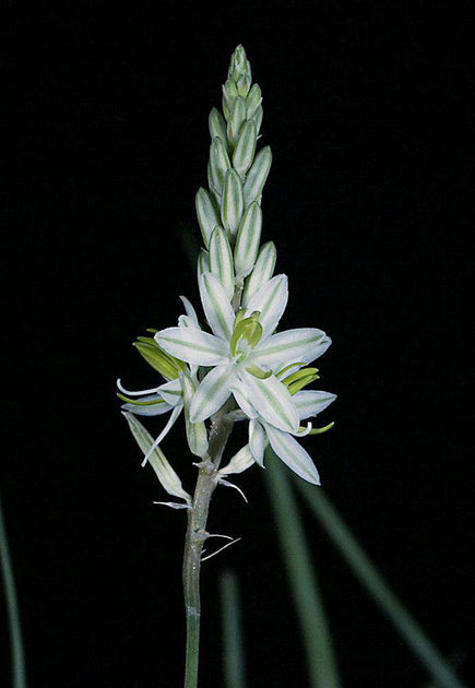 trachyandra house plant Trachyandra saltii – Tropiflora
