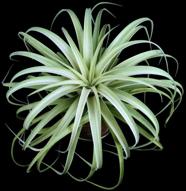 Tillandsia Deborah Ann 速達発送 Tillandsia 'Deborah Ann' – Tropiflora