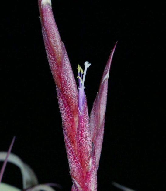 Tillandsia 'Redy' – Tropiflora