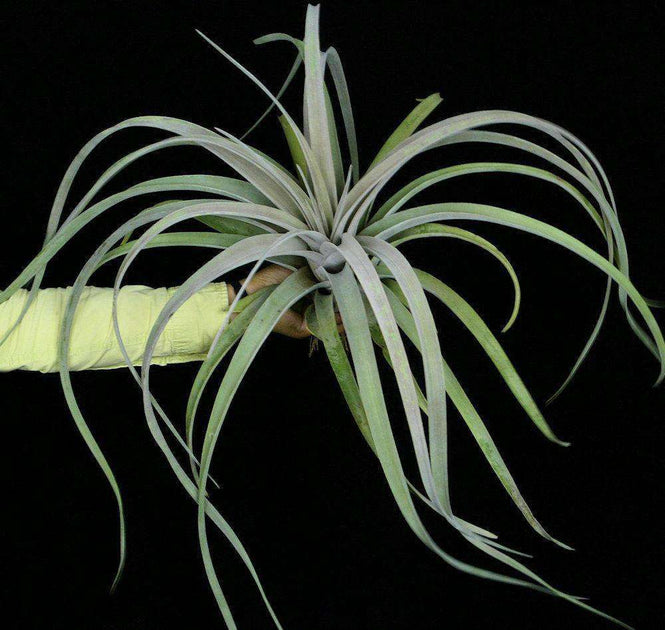 Tillandsia ‘Mother's Day' T'S TROPICALS Tillandsia 'Madre' – Tropiflora