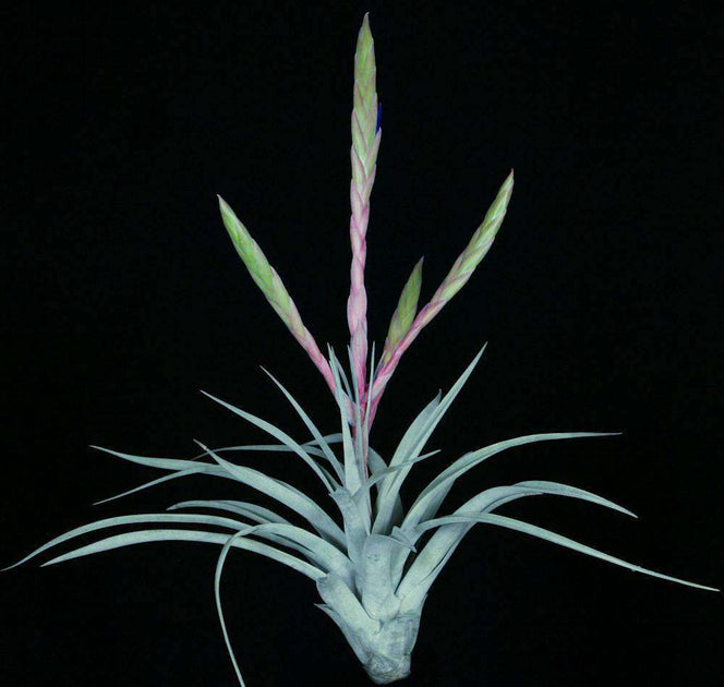 Tillandsia 'Madre' – Tropiflora