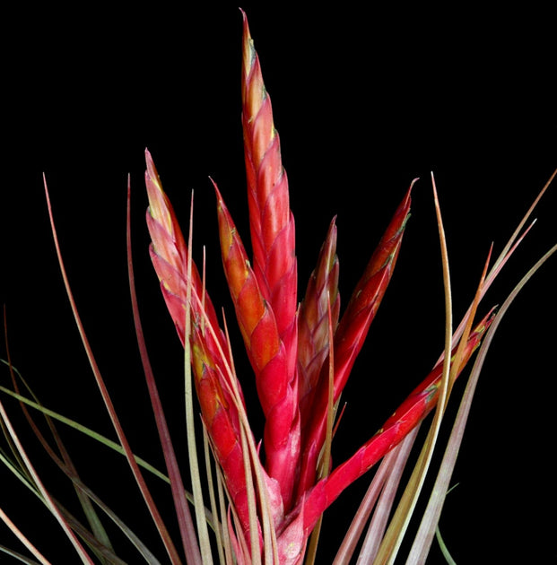 Tillandsia 'Awesome Amber' – Tropiflora Tillandsia 'Awesome Amber' – Tropiflora