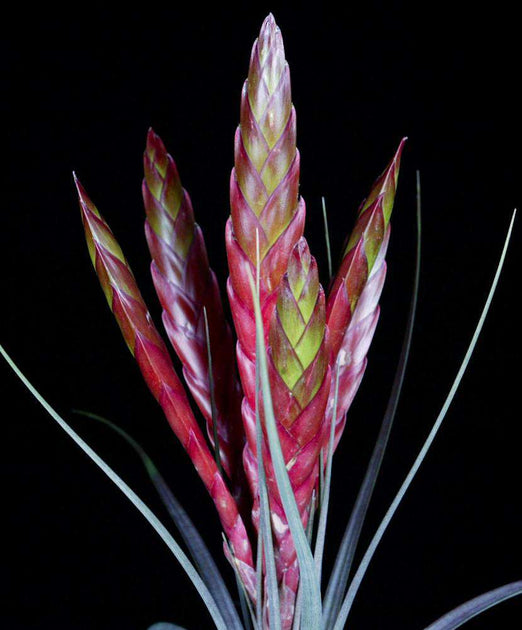 Tillandsia concolor x roland-gosselinii