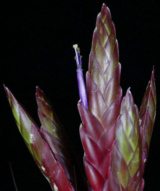 Tillandsia concolor x roland-gosselinii – Tropiflora