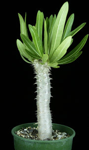 Pachypodium densiflorum brevicalyx