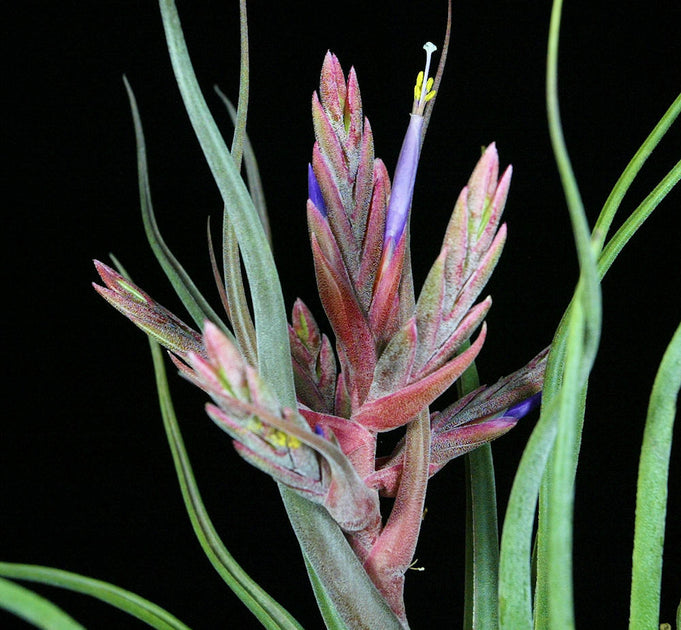 Tillandsia 'Showtime' x seleriana – Tropiflora