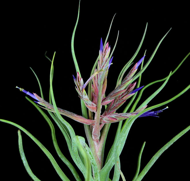 Tillandsia 'Showtime' x seleriana – Tropiflora