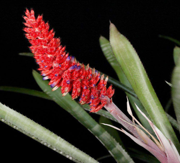 Aechmea phanerophlebia 'Rosea' – Tropiflora