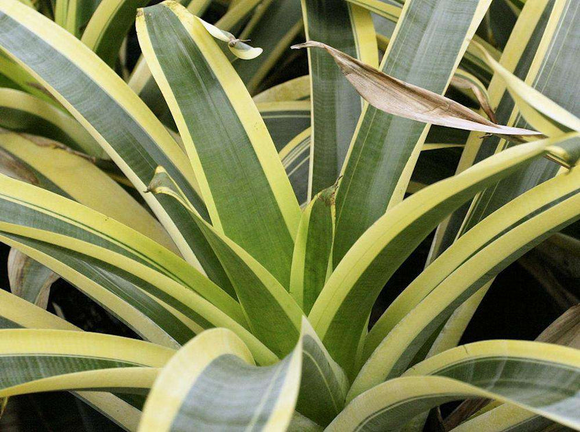 Alcantarea P.I.T.A. – Tropiflora