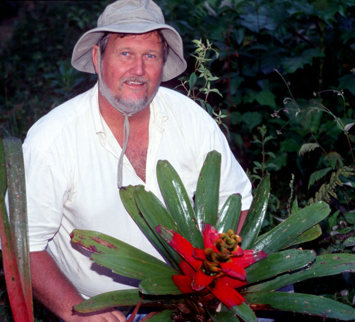 Guzmania squarrosa