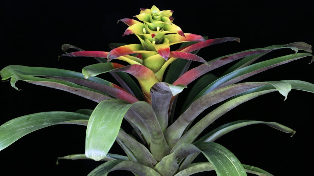 Guzmania squarrosa