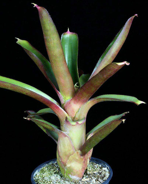 Neoregelia bahiana shiny buolbousネオレゲリア Neoregelia bahiana shiny bulbous clone – Tropiflora