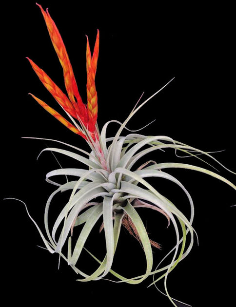 lucky air plant Tillandsia 'Lucky Lady' – Tropiflora