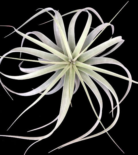 lucky air plant Tillandsia 'Lucky Lady' – Tropiflora