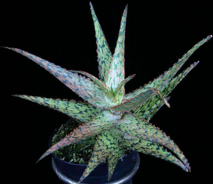 black aloe Aloe 'Doran Black' f2 – Tropiflora