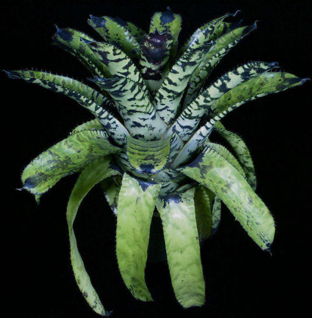 Aechmea 