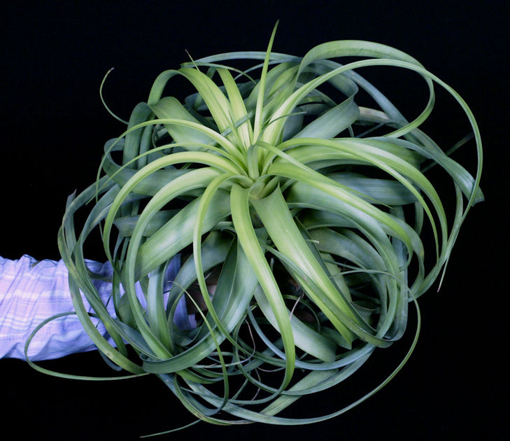 Tillandsia x rothii – Tropiflora Tillandsia x rothii – Tropiflora