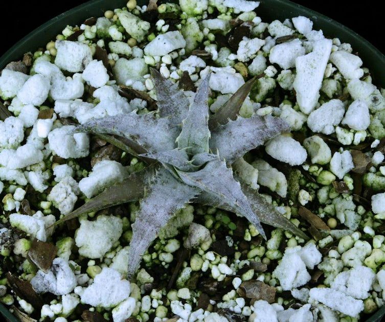 Encholirium pedicellatum – Tropiflora