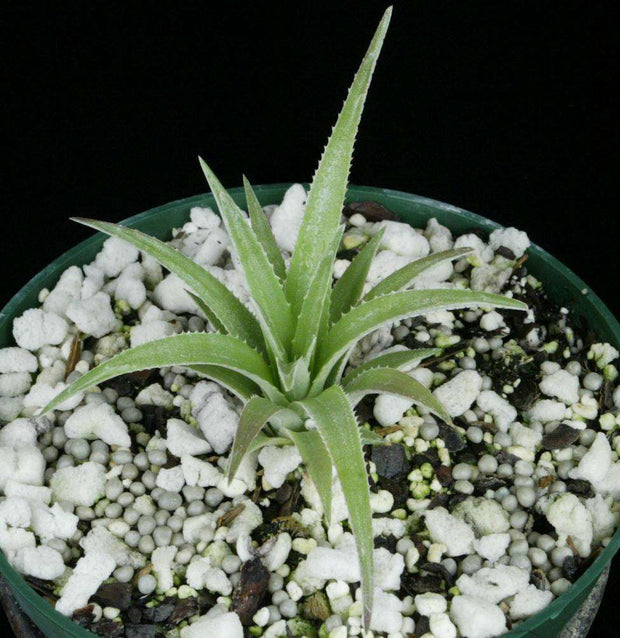 Sincoraea albopictm DJC - Tropiflora
