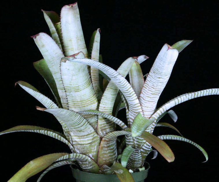 Aechmea 'Frosty the Snowman' – bromeliad.com