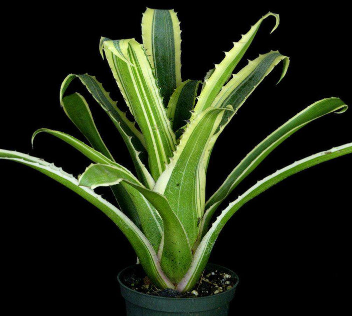 Hohenbergia magnispina 'Karla' – Tropiflora