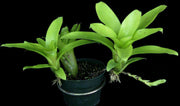 Neoregelia 'Outrigger' - Tropiflora
