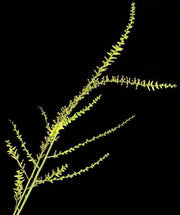 Dyckia delicata - Tropiflora