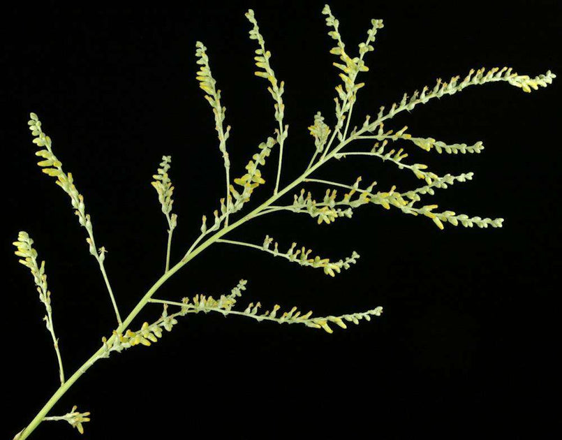 Dyckia aff hebdingii – Tropiflora