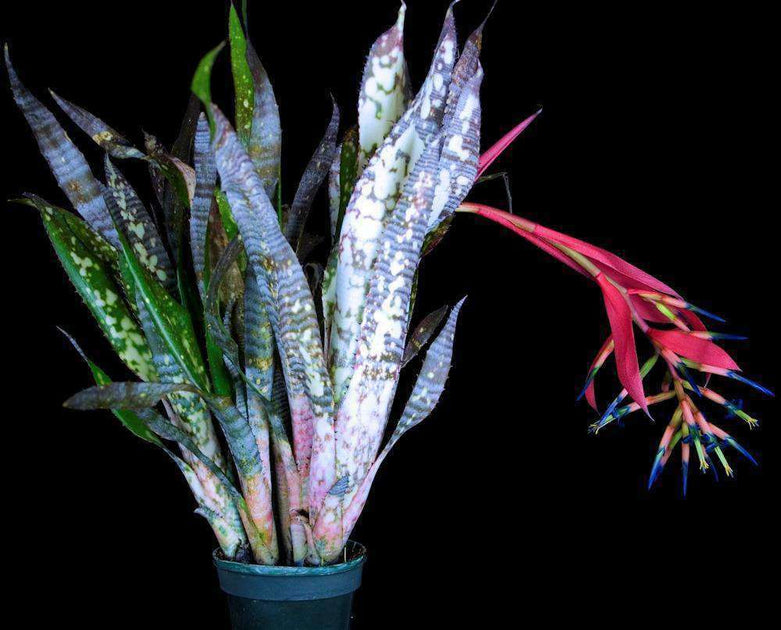 Billbergia 'Ehukai' – Tropiflora