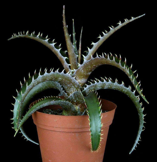 Dyckia 'Oddball' – Tropiflora