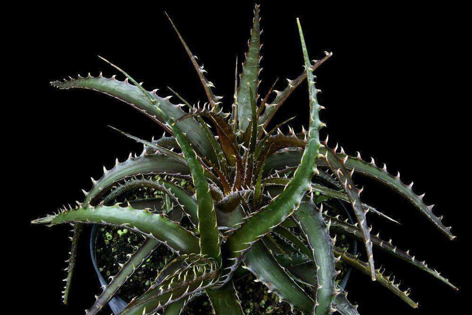 Dyckia 'Oddball' – Tropiflora