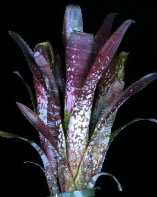 Billbergia 'Berry Blast' – Tropiflora