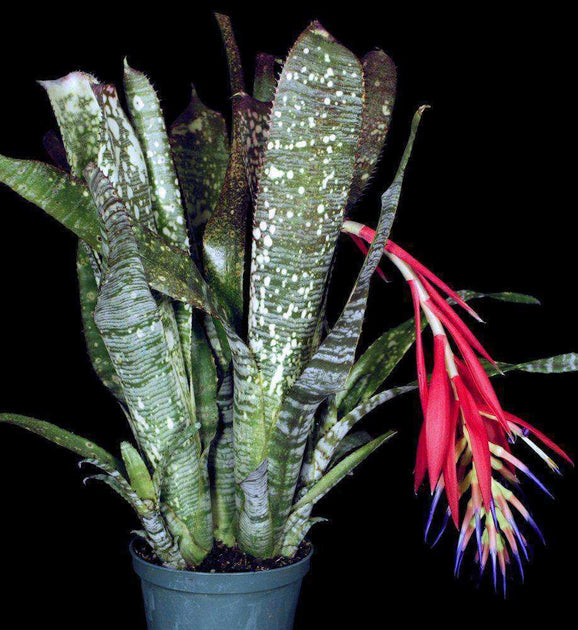 Billbergia 'Kahakai' Dennis Heckart hyb ビルベルギア ブロメリア