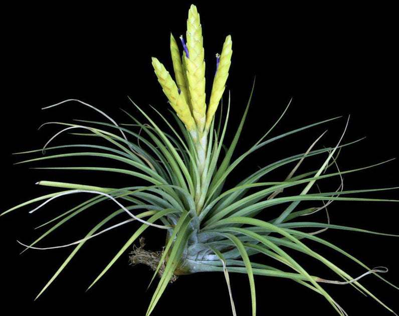 fasciculata tropiflora air plant Tillandsia fasciculata Costa Rica – Tropiflora