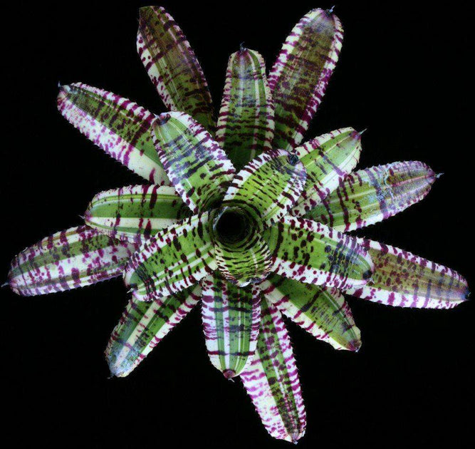 ブロメリア・エアープランツ Neoregelia Star wars Neoregelia 'Star Wars' – Tropiflora