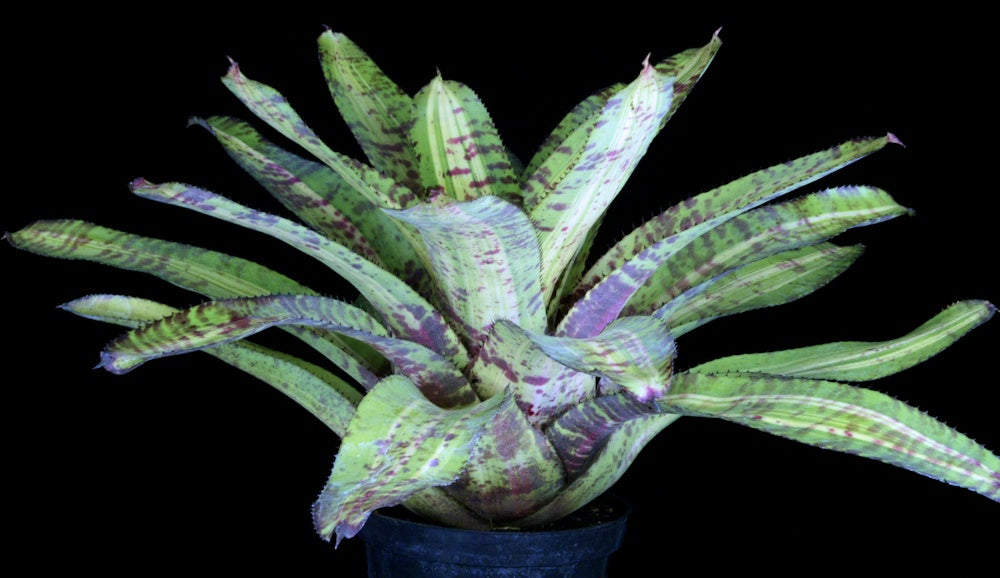 ブロメリア・エアープランツ Neoregelia Captain Morley Shadow Neoregelia 'Captain Moxley's Shadow' – Tropiflora