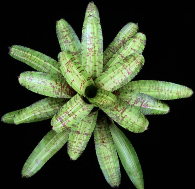 Neoregelia 'Captain Moxley's Shadow' – Tropiflora