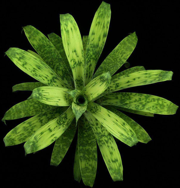 Goudaea ospinae var. gruberi 'Smudge Pattern' – Tropiflora