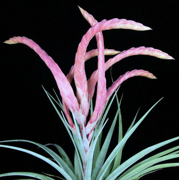 king of air plants Tillandsia 'King Cobra' – Tropiflora