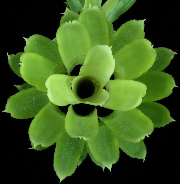 Quesnelia tubifolia