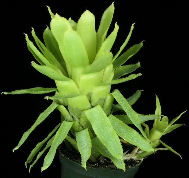 Quesnelia tubifolia - Tropiflora