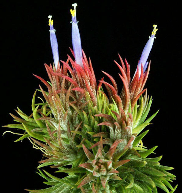 Tillandsia ionantha ‘Enano' RFI A20820 tillandsia-ionantha-enano-