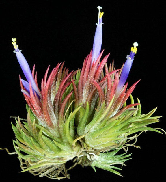Tillandsia ionantha 'Enano' – Tropiflora