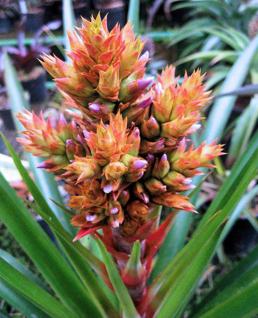 Anamea 'Bart Simpson' – Tropiflora