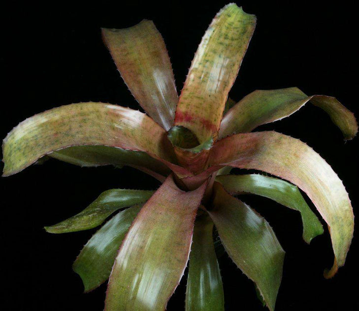 Neoregelia gigas x retrorsa – Tropiflora