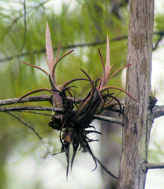 paucifolia air plant Tillandsia paucifolia