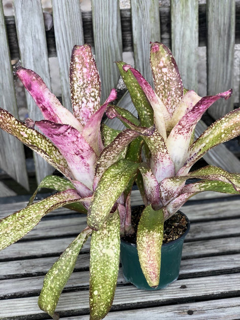 Billbergia 'Purple Moon Dust' – Tropiflora